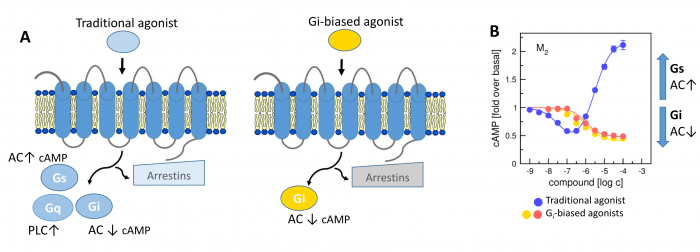 Novel M<sub>2</sub>-Selective, Gi-Biased Agonists of Muscarinic Acetylcholine Receptors