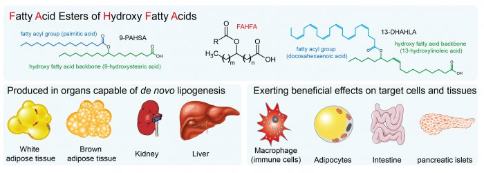 Protizánětlivé účinky nových lipokinů z rodiny větvených esterů mastných kyselin (FAHFA) při obezitě