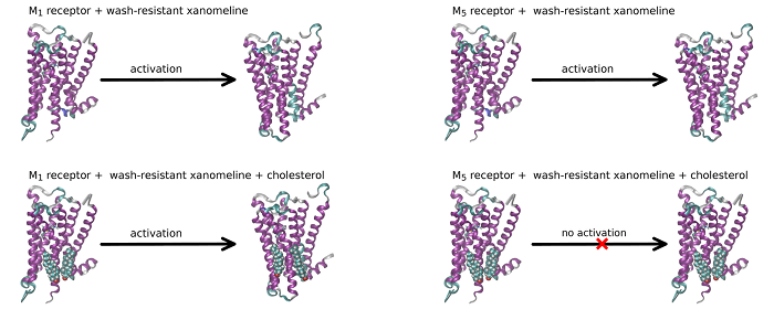 Role of membrane cholesterol in differential sensitivity of muscarinic receptor subtypes to persistently bound xanomeline