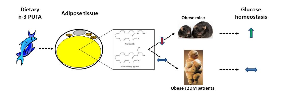 n-3 PUFA differentially modulate adipose tissue endocannabinoid levels and glucose metabolism in obese mice and type 2 diabetic subjects - obr rossmeisl