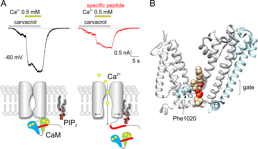 Elucidation of TRPA1 activation mechanisms may help to understand the pathophysiology of chronic pain - obrazek vlachova1