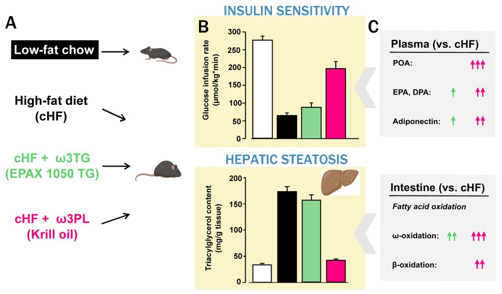 Dietary supplementation with Krill oil as a novel strategy to improve insulin sensitivity and reduce liver fat accumulation in obesity - baner krillinsulinintestine v3 scaled 1