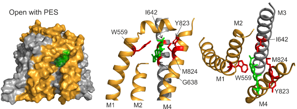 Neurosteroid pregnenolone sulfate - revealing of its site of action at the N-methyl-D-aspartate receptor - neuorsteroid vyklicky