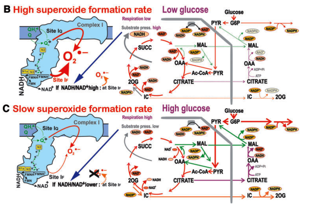 Novel mechanism of insulin secretion highlights the importance of redox signalization - plecita