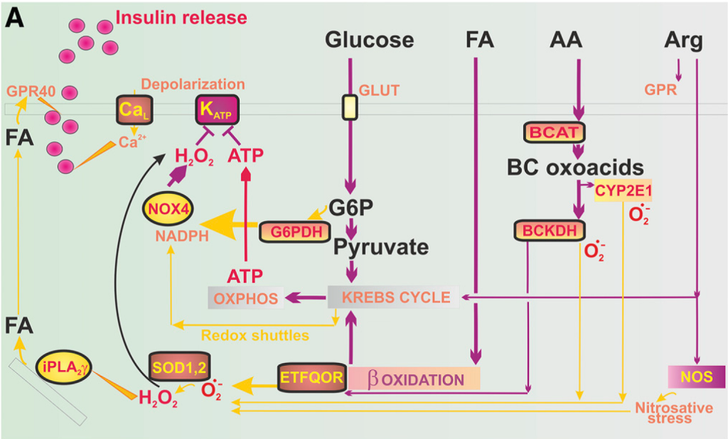 Novel mechanism of insulin secretion highlights the importance of redox signalization - plecita2