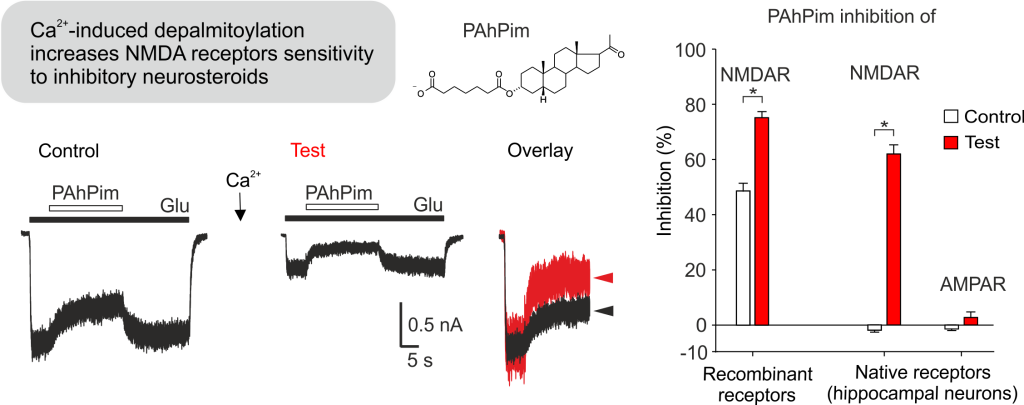 Palmitoylation controls NMDA receptor susceptibility to neurosteroids - vykl hl