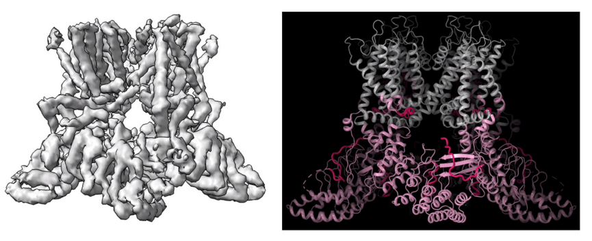 Structural basis of heat-induced opening of TRP channels - shot 240829 105057