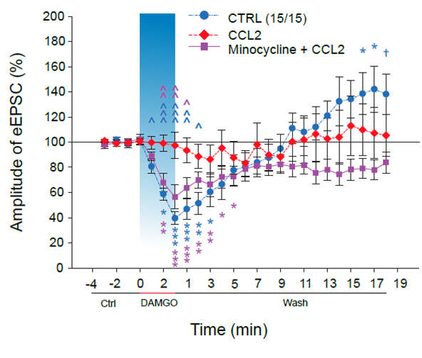 The effectivity of opioid analgesics is reduced by CCL2 chemokine - obrazek1 1