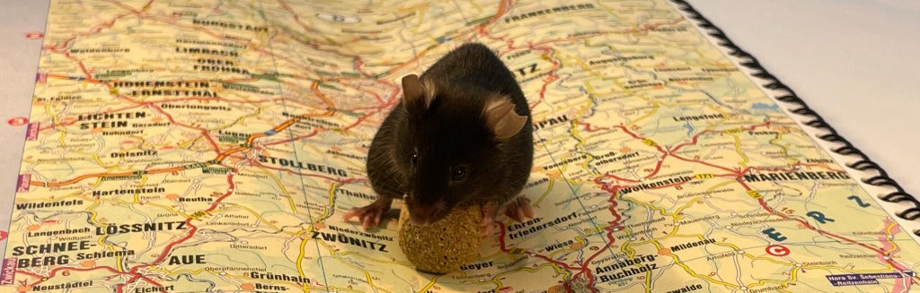 Metabolomics atlas of a mouse - atlas scaled 1