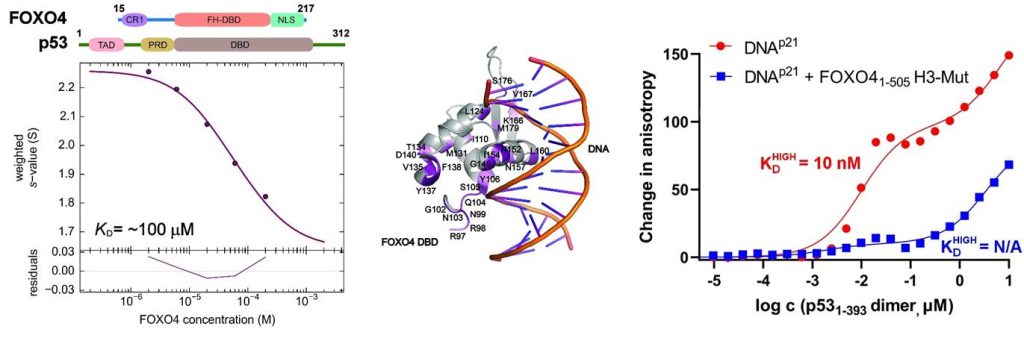 New findings on the structure of the FOXO4: p53 complex - a key factor in senescence regulation - nove poznatky fox