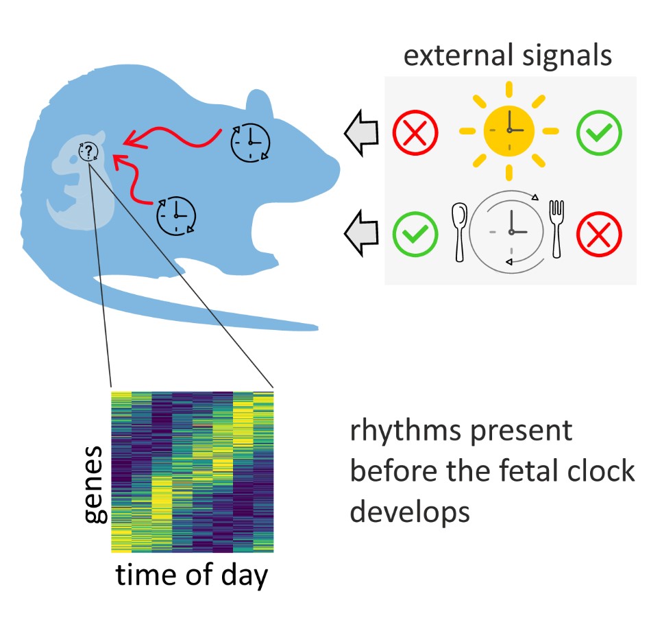 Maternal rhythmic behavior supports the development of the fetal biological clock - sumova obr1