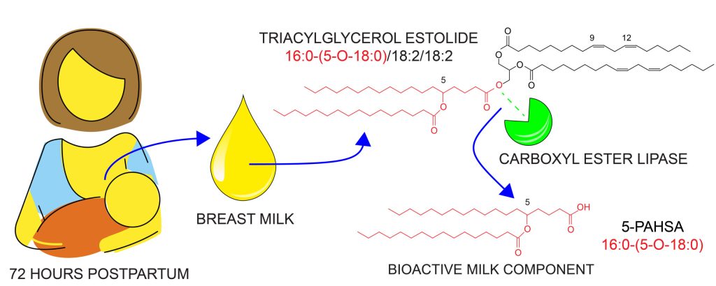 New lipid classes in human breastmilk - graphical abstract milk 01 scaled 1