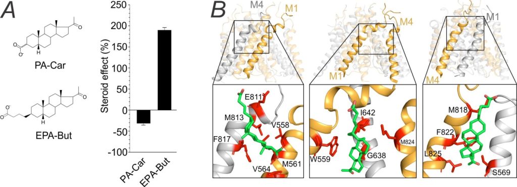 The structure of steroids fundamentally affects their effect at the N-methyl-D-aspartate receptors - kysilov obr