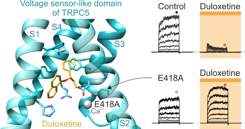 Ion channel TRPC5 as a target for treating neuropathic pain - zimova obr