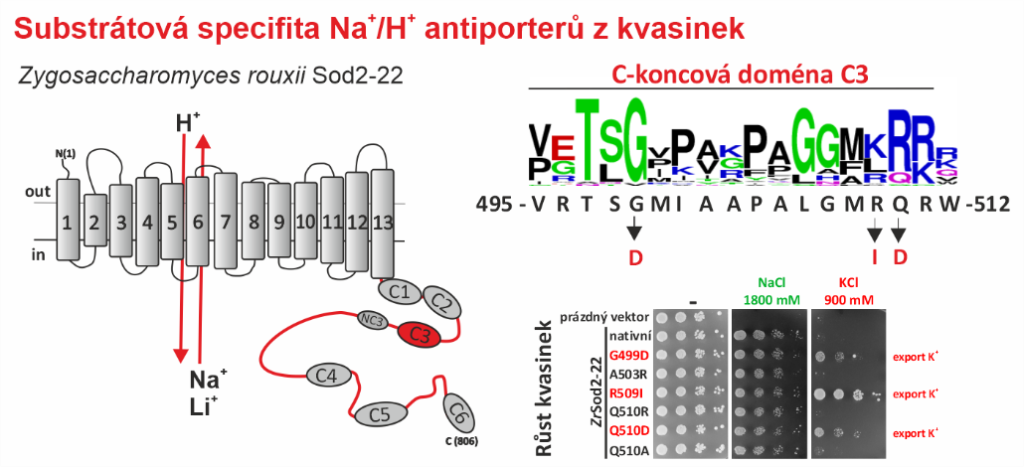 Unravelling novel regulatory mechanisms in the human Na+/H+ antiporter NHA2 - olga obr