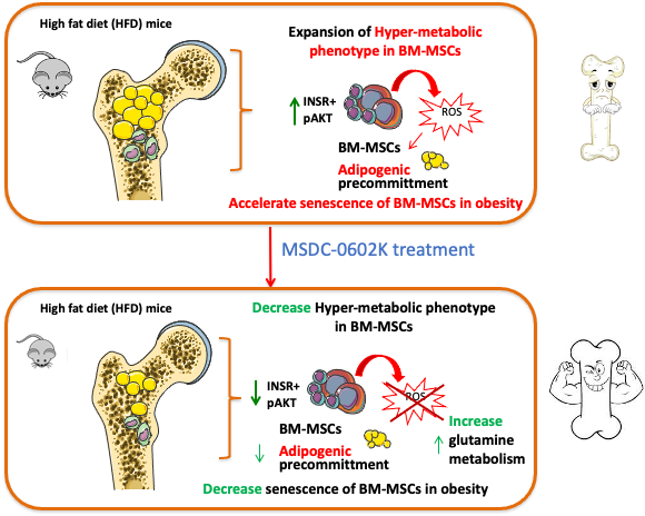 Characterization of novel antidiabetic drug with less side effects on bone metabolism - tencer obr