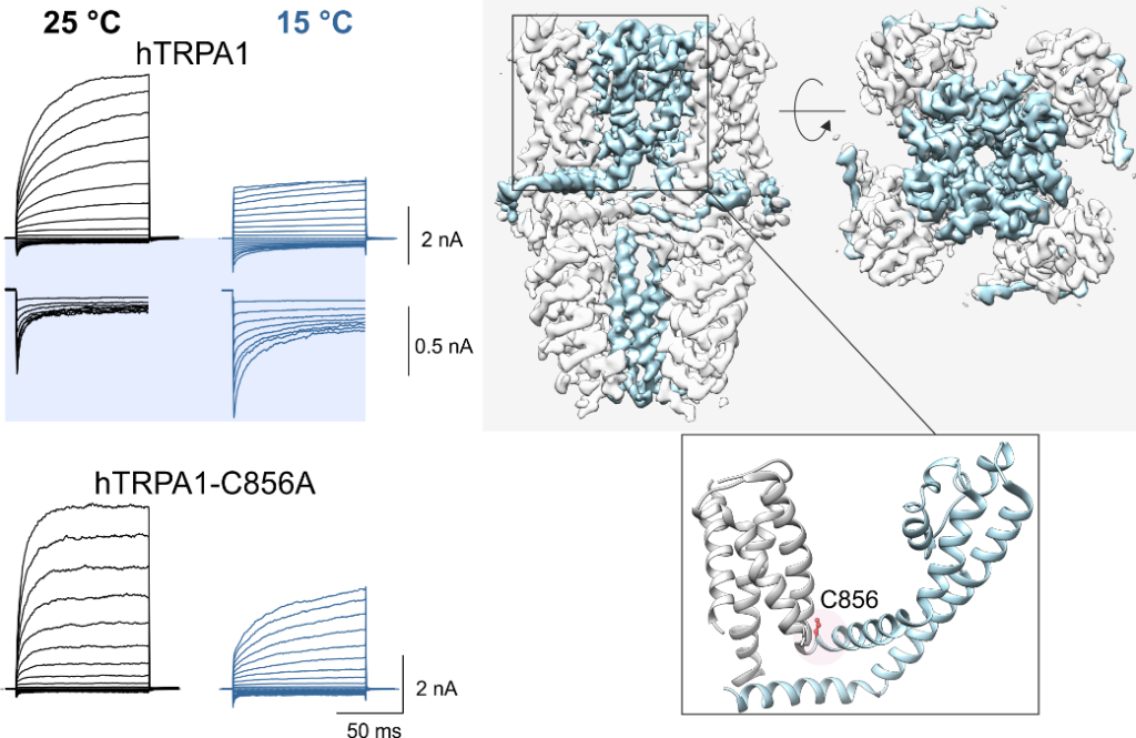 Heat or cold? New insights into the functioning of temperature-sensitive ion channels obtained in collaboration with Lund University - vlach23