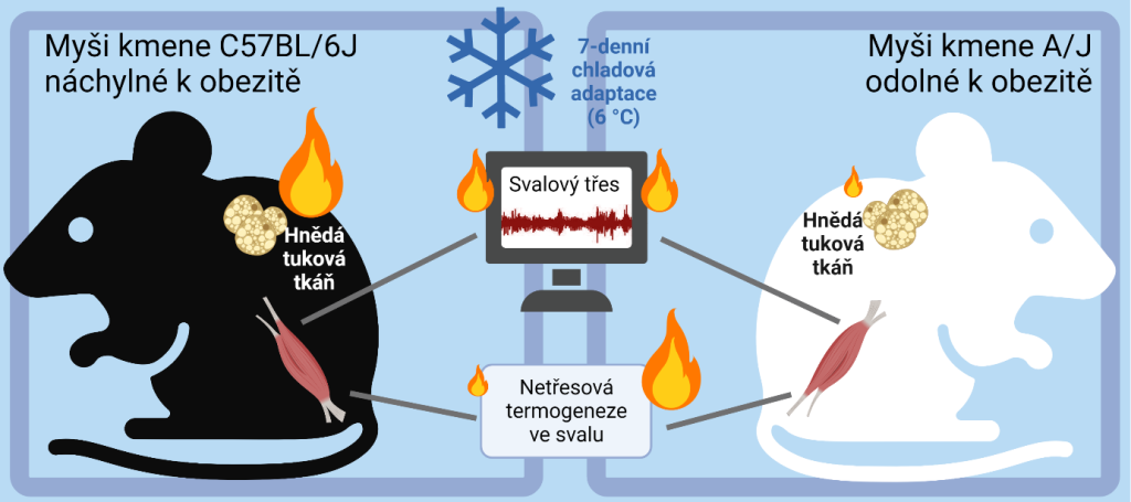 Heat from skeletal muscle can protect not only against cold but also against obesity - kopecky obr obez