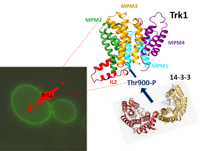 How do the cells gain enough potassium? - sychrzimm