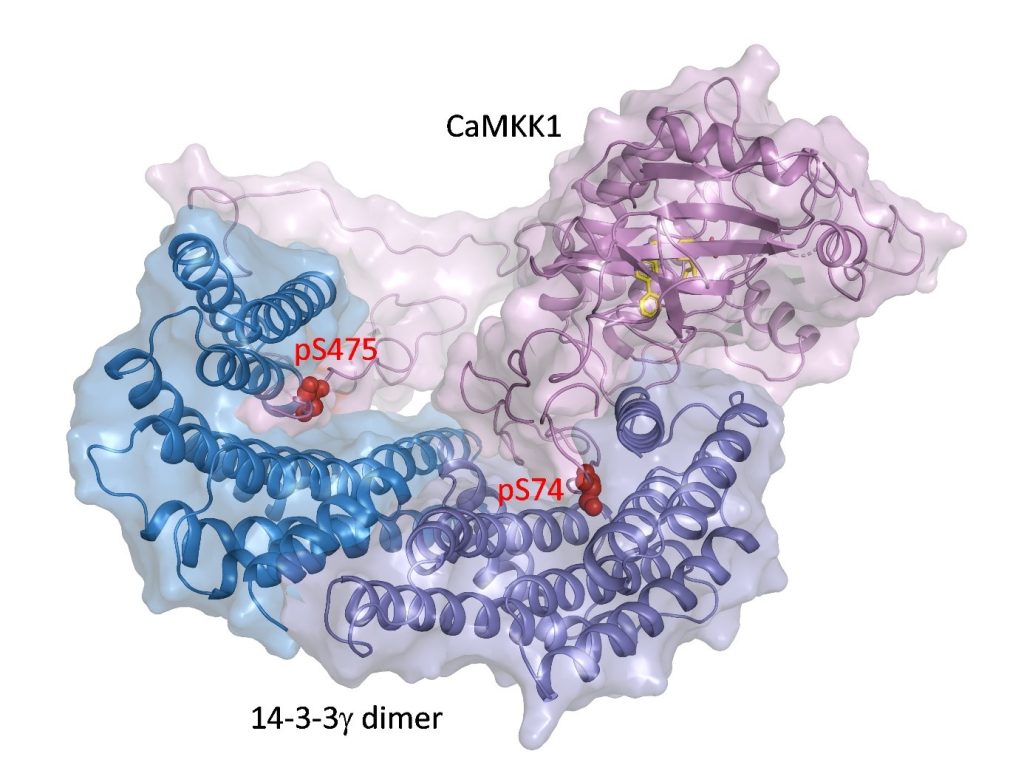 How does 14-3-3 protein block CaMKK protein kinase activity? - obsil obr1