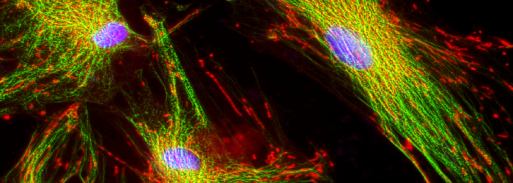 Bioenergetika - 2dojwkt9asw772etveyg