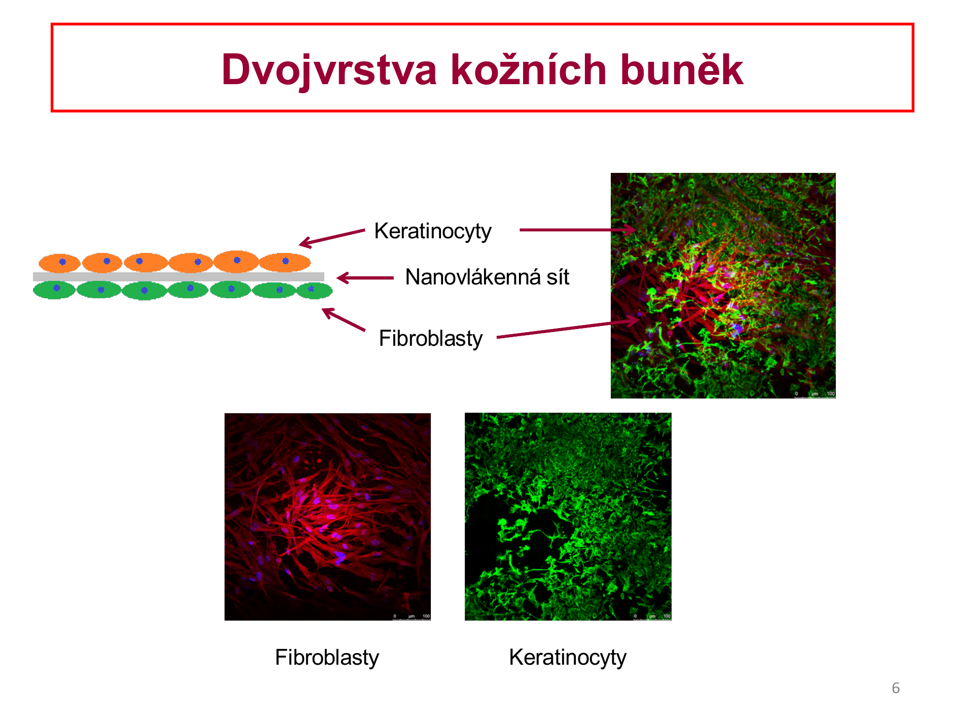 Laboratory of Biomaterials and Tissue Engineering - 3 zahajeni inzenyrstvi koznich bunek