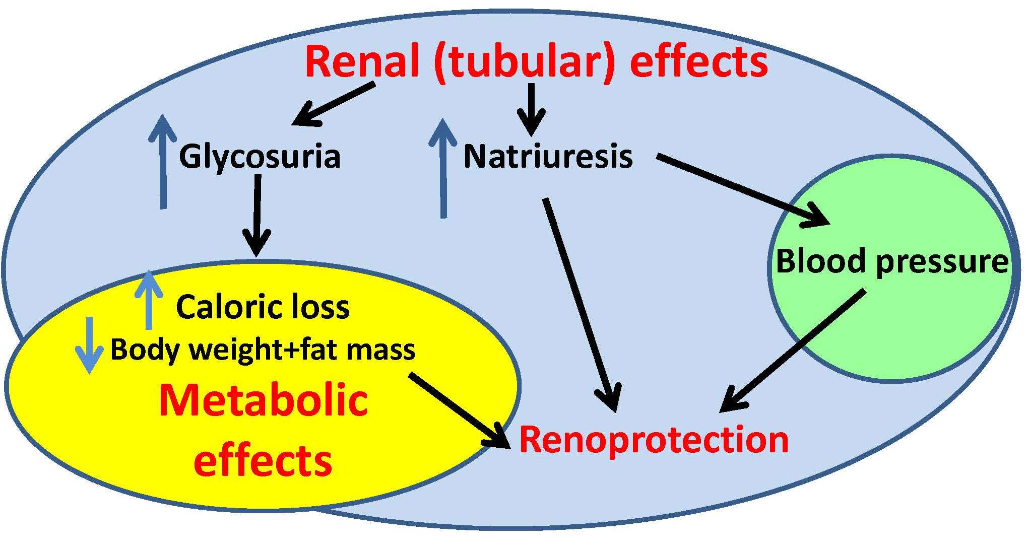 Glifloziny – víc než jen antidiabetika - Gliflozins scheme for banner