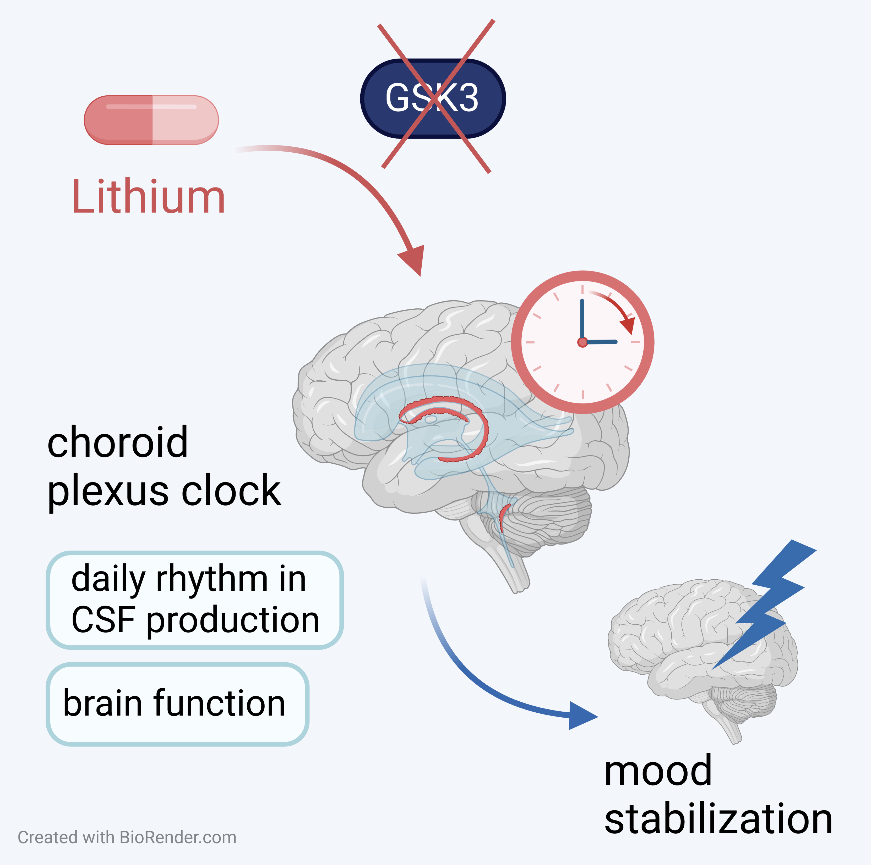 Dát si prášek ráno nebo večer? Stabilizátor nálady lithium ovlivňuje mozek různě v závislosti na denní době - Graphical abstract Sumova