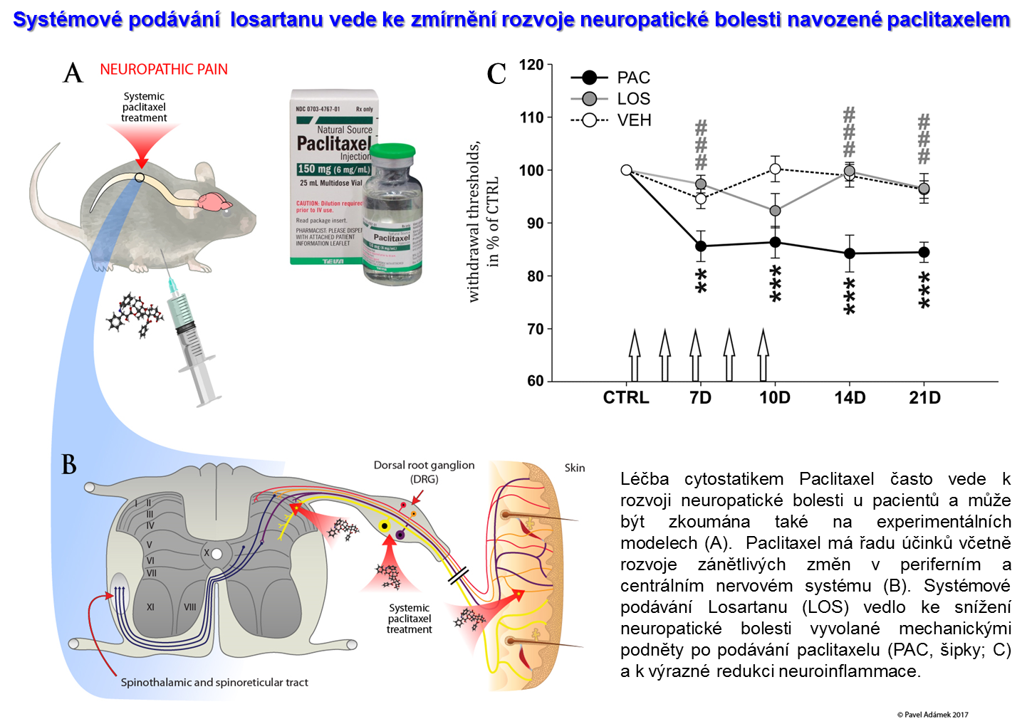 Losartan snižuje neuropatickou bolest a zánět u modelu periferní neuropatie vyvolané podáváním cytostatika Paclitaxel - cj obrazek