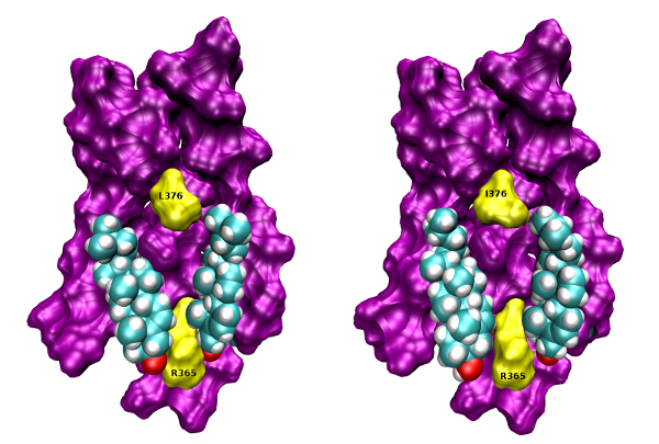 Laboratory of Neurochemistry - fig 06 cholesterol binding