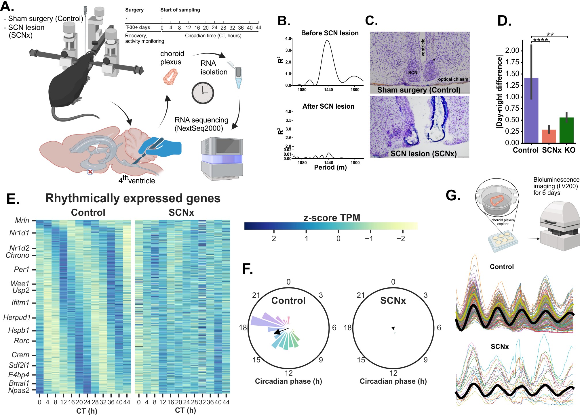 Laboratory of Biological Rhythms - fig