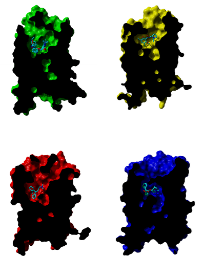 Laboratory of Neurochemistry - gpcr docking fig 5