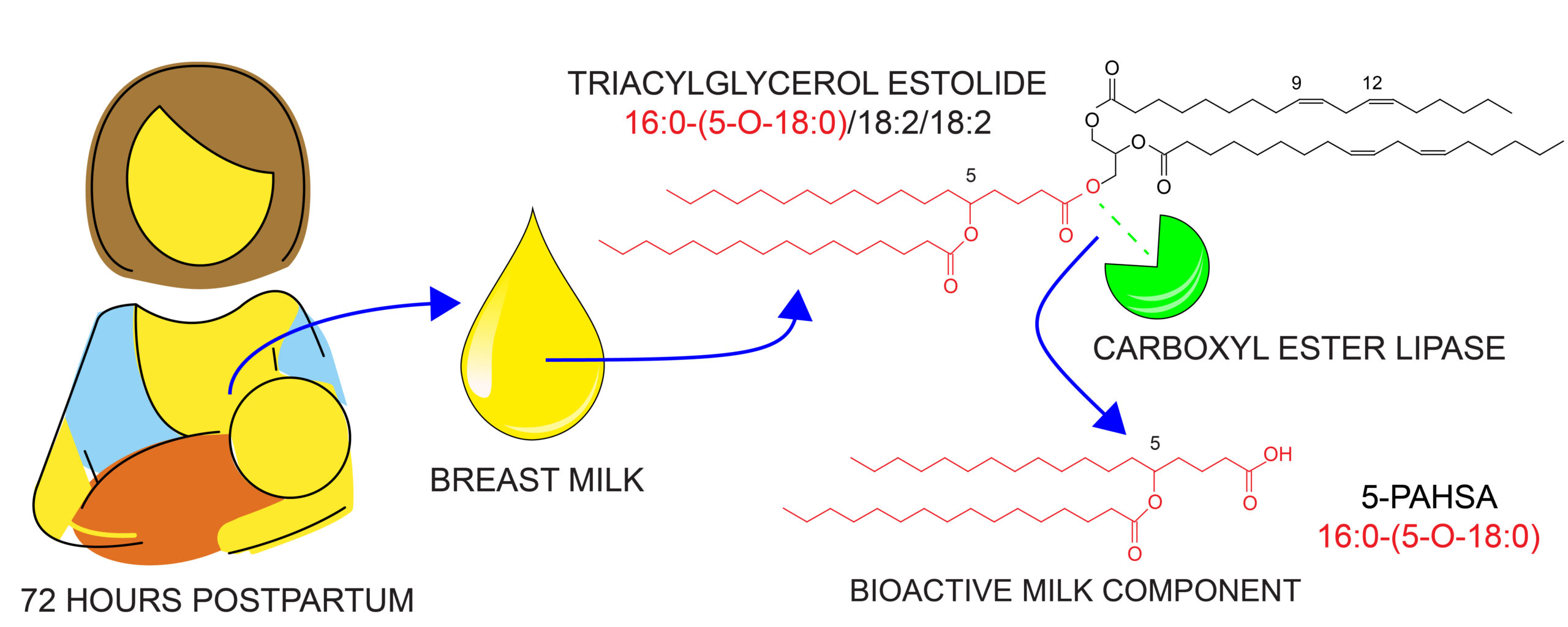 Nové druhy lipidů v mateřském mléce - graphical abstract milk 01 scaled