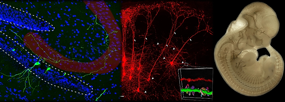 Laboratory of Molecular Neurobiology -