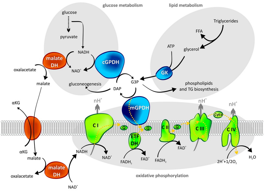 Bioenergetika - mgpdh v metabolismu