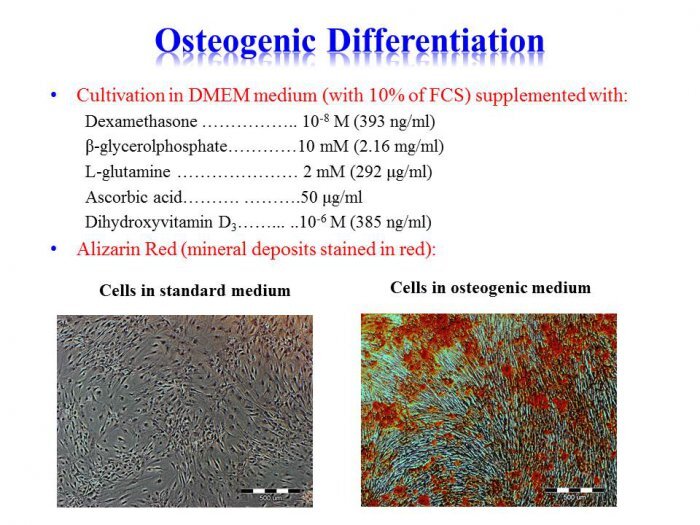 Laboratory of Biomaterials and Tissue Engineering -