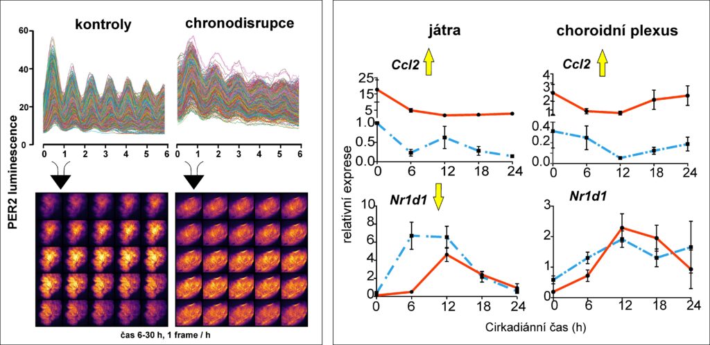 Clock in the choroid plexus in the brain are sensitive to disruption of the daily regime but resistant to inflammatory conditions - obr sumova cj