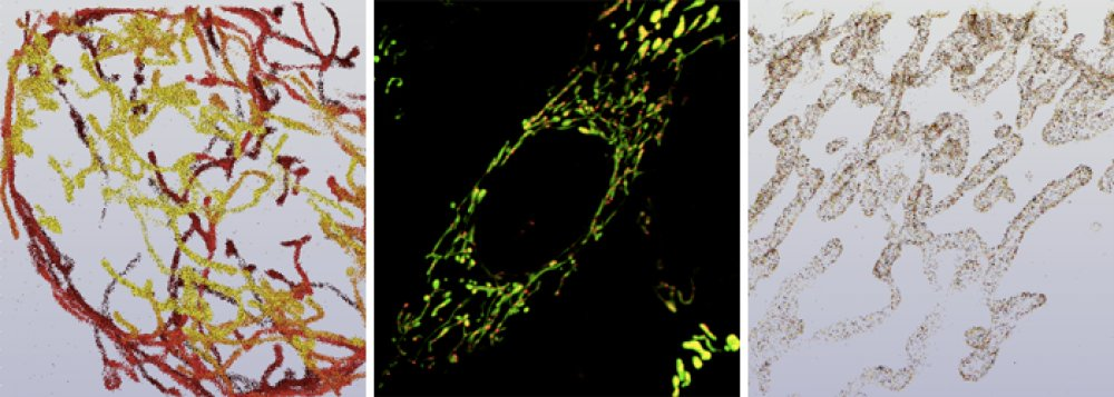 Laboratory of Mitochondrial Physiology - obrazek1