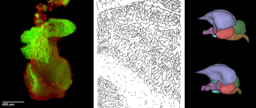 Biomatematika - obrazek2