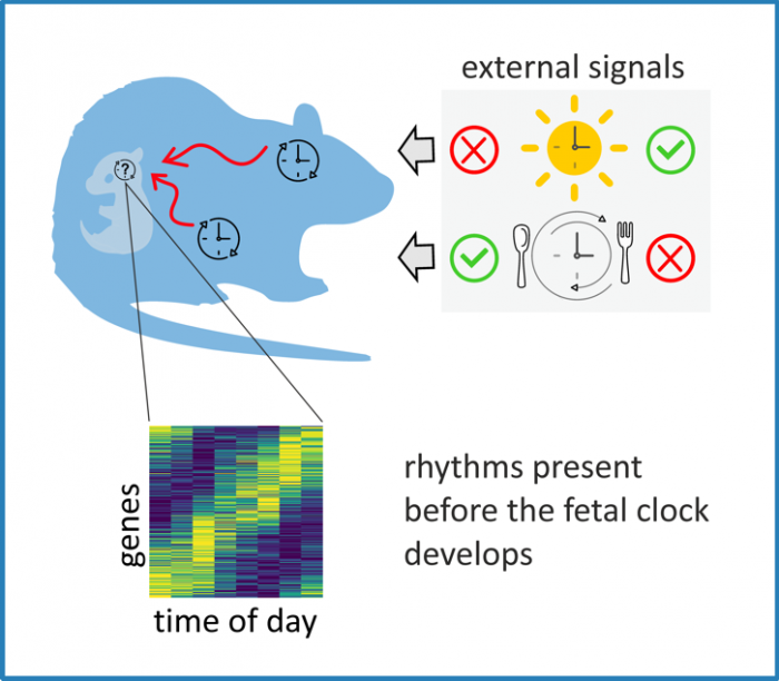 Laboratory of Biological Rhythms - pditc1r27853eyy05pci