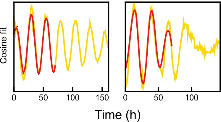 Laboratory of Biological Rhythms - single cell