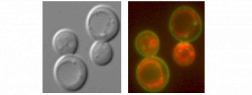 Laboratory of Membrane Transport - stazeny soubor 2