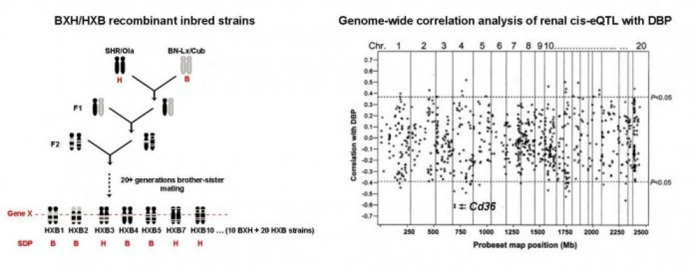 Laboratory of Genetics of Model Diseases - stazeny soubor