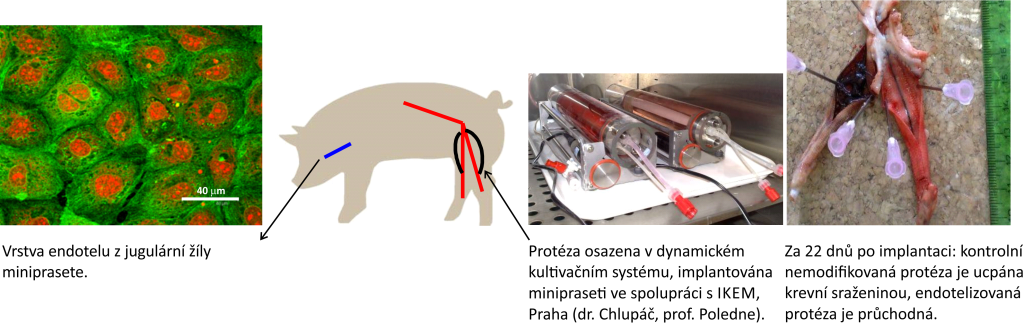 Biomateriály a tkáňové inženýrství - 1 ceva miniprase