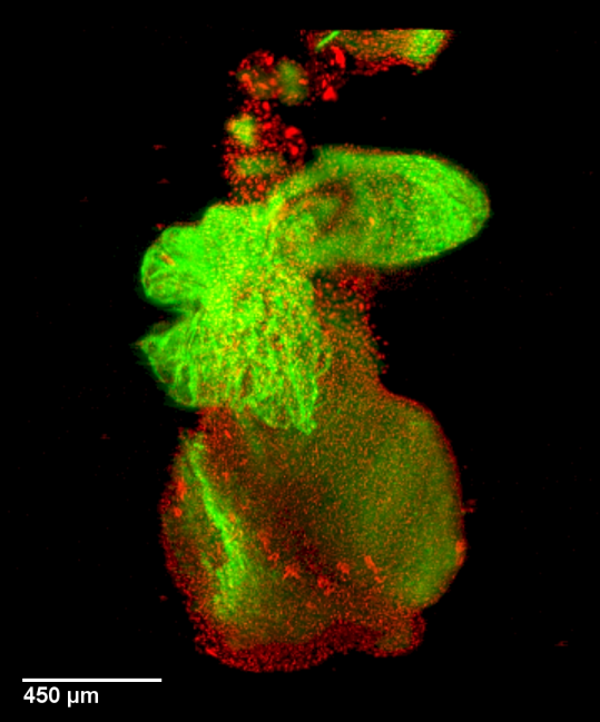 Development of the cardiac conduction system in mice - 1 srdce mouseembryo