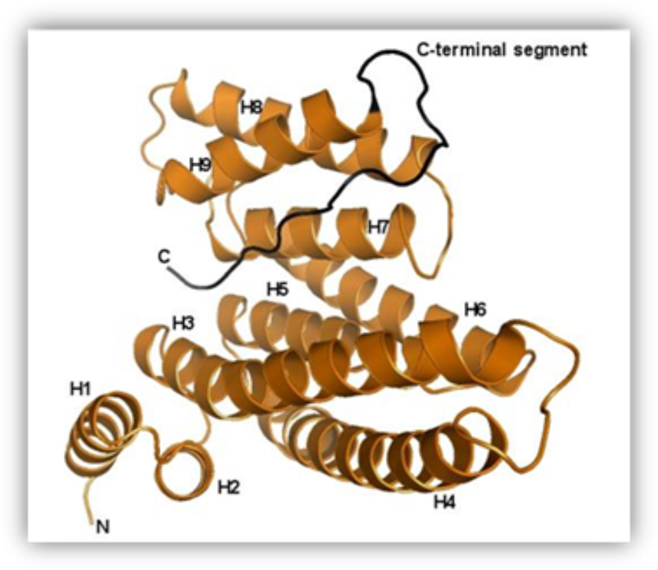 Strukturní podstata regulace ubiquitin ligásy Nedd4-2 prostřednictvím proteinů 14-3-3 - 1 trehalasa