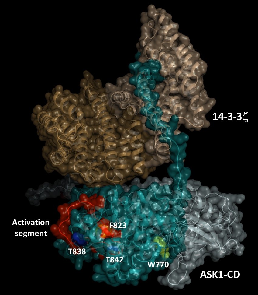 Mechanismus regulace proteinkinasové aktivity ASK1 - 1433ask1cd