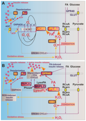 A detailed explanation of insulin secretion stimulated by fatty acids help in diagnosing of type 2 diabetes - 2016 01 14 14 24 571