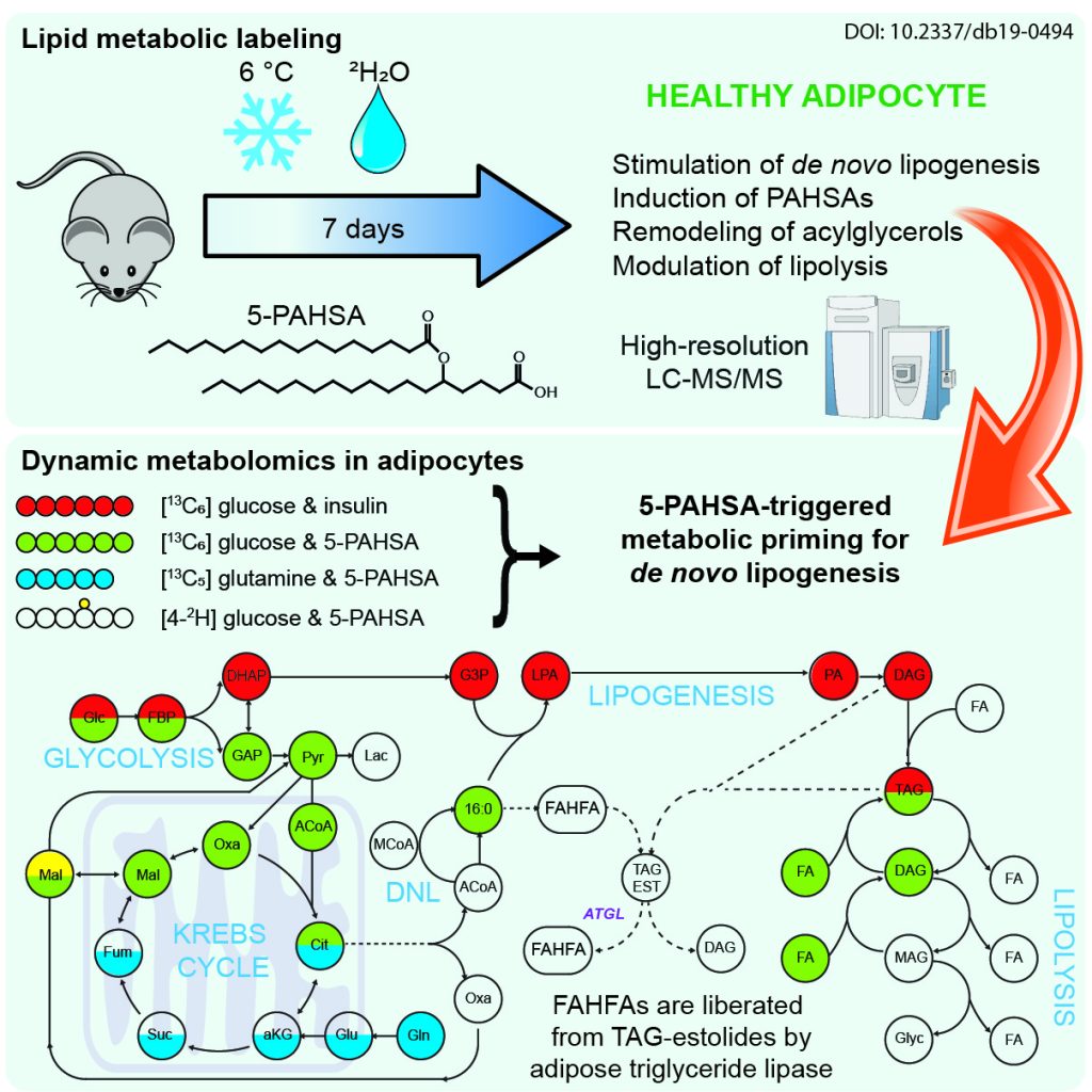 Branched fatty acid esters of hydroxy fatty acids (FAHFA) - 5 pahsa de novo lipogenesis