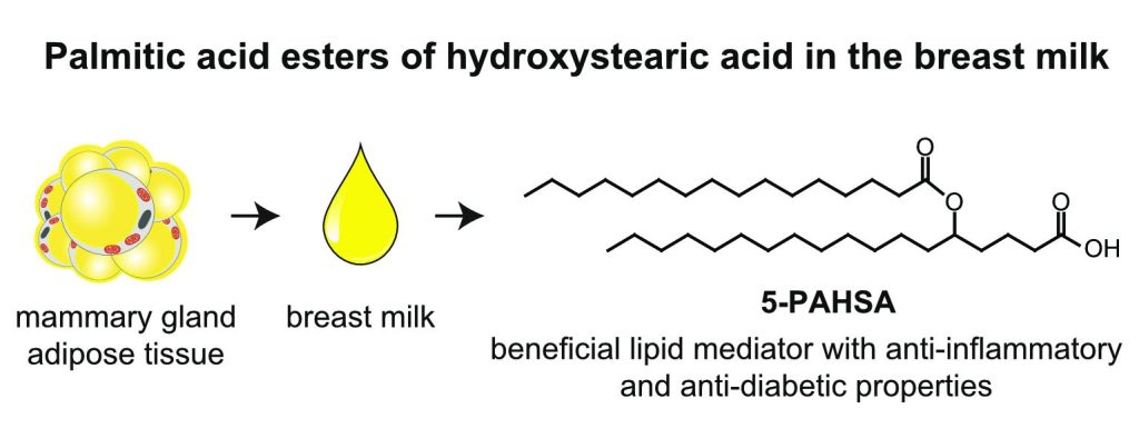 Protizánětlivé účinky nových lipokinů z rodiny větvených esterů mastných kyselin (FAHFA) při obezitě - bba milk graphical abstract 1